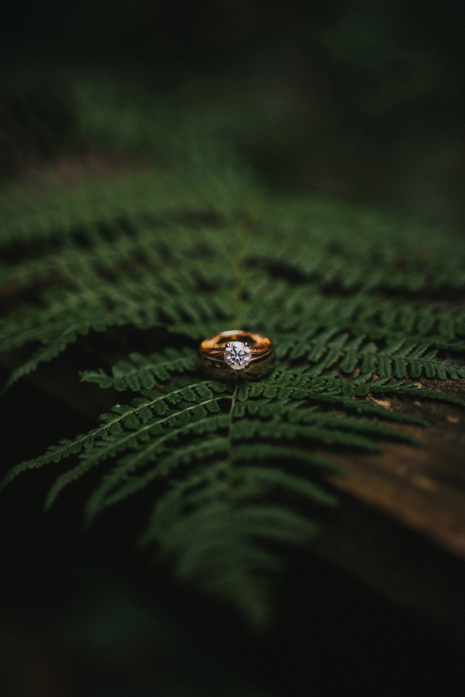 Stunning Wedding Ring Fern Photo