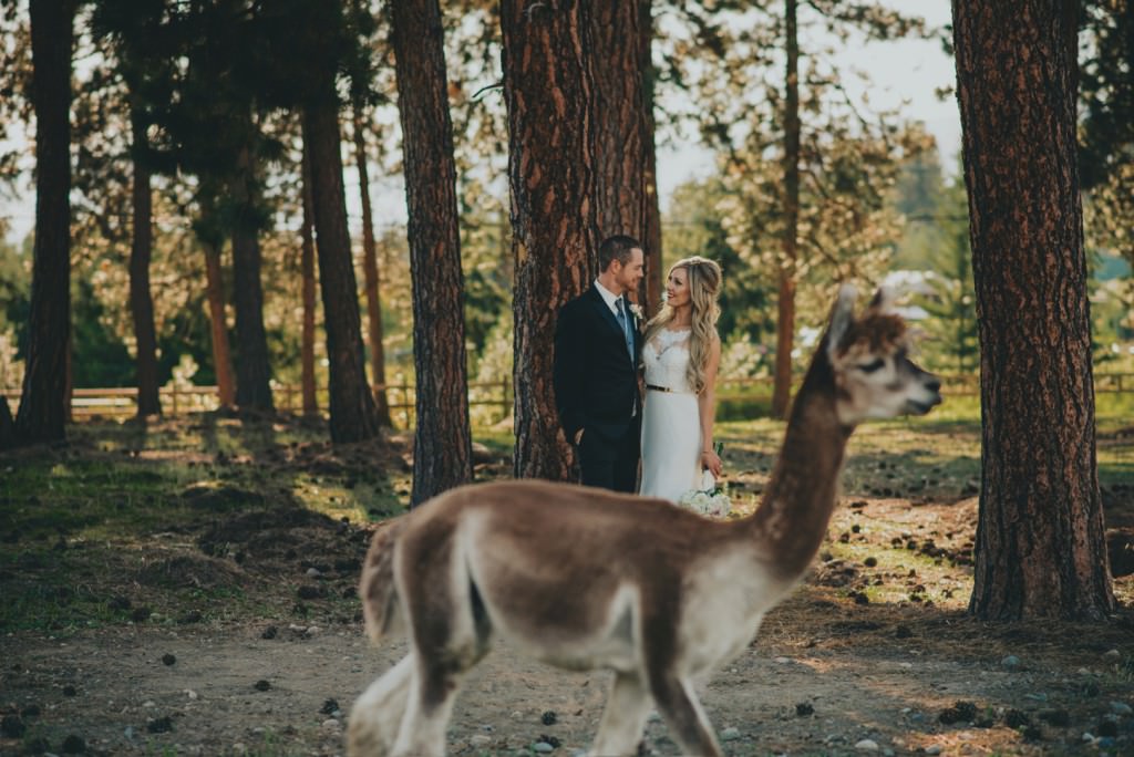 Llama wedding photo