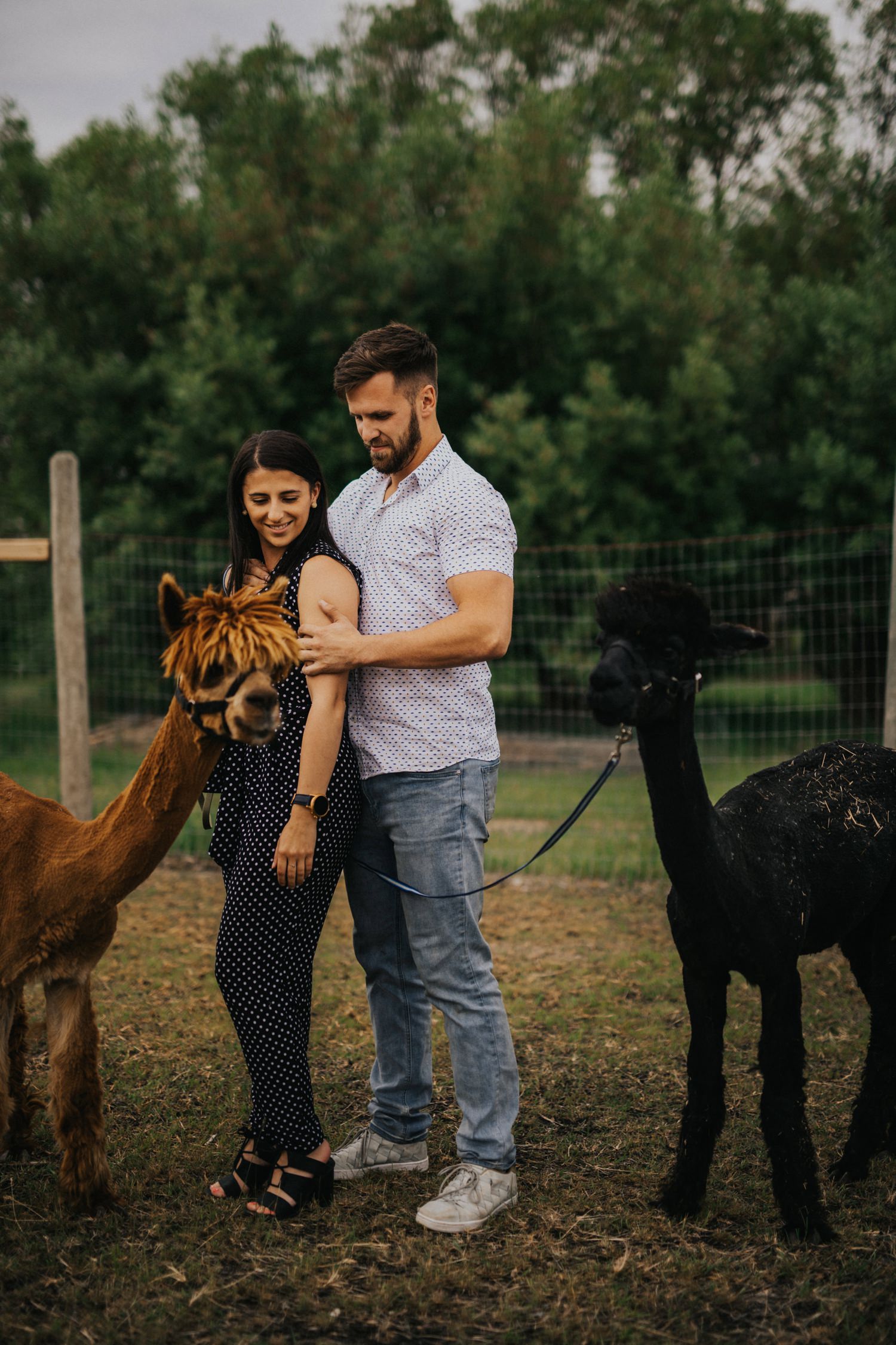 Engagement photos with Alpacas