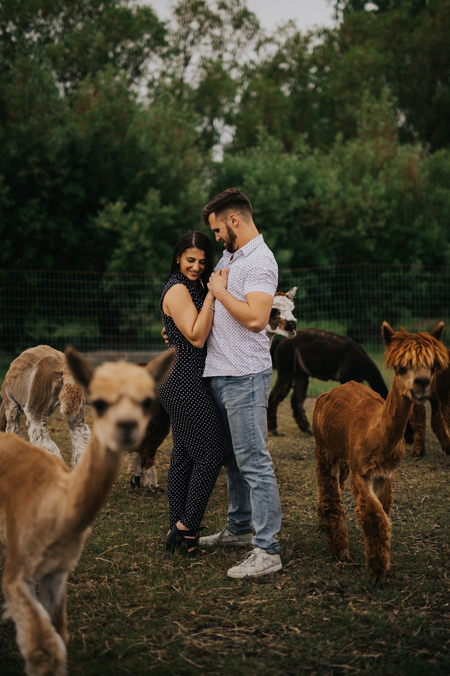 Engagement photos with alpacas